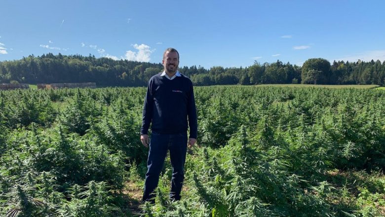 Uleiul CBD: Soluția Naturală pentru Stres și Dureri în Era Modernă