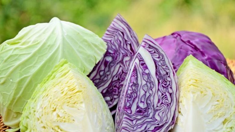 Varza: Remediul Natural pentru Diverse Afecțiuni – De la Ulcer la Constipație
