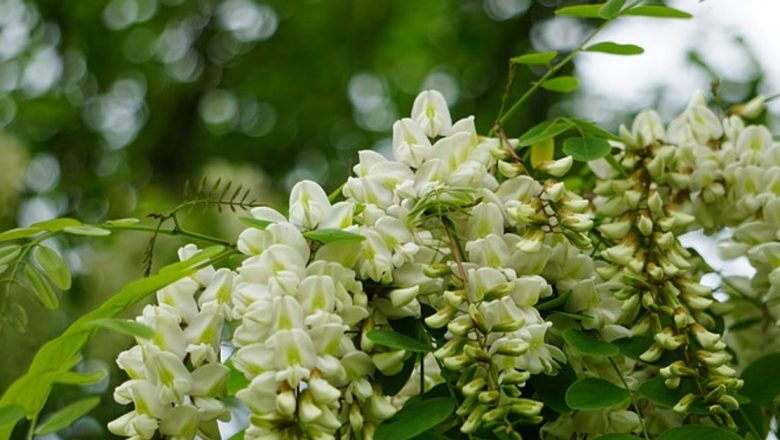 Descoperirea terapeutică a salcâmului: Un arbore cu puteri vindecătoare
