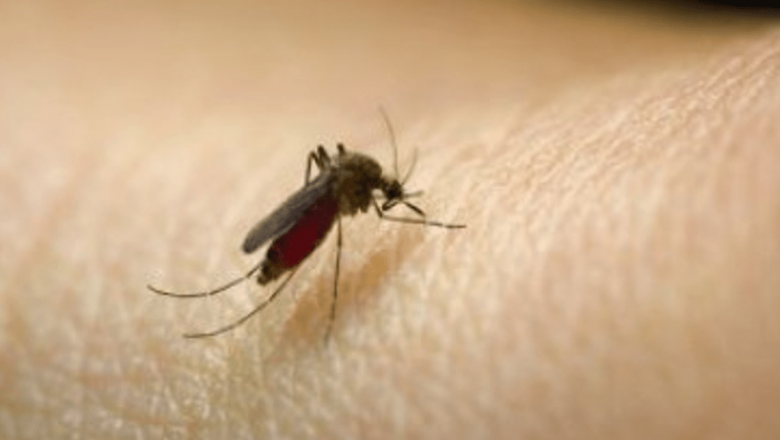 Leacuri Naturale pentru Înțepăturile de Insecte: Remedii și Sfaturi Esențiale