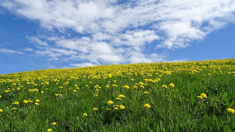 Frunzele de păpădie: Tonic natural pentru sănătatea ficatului