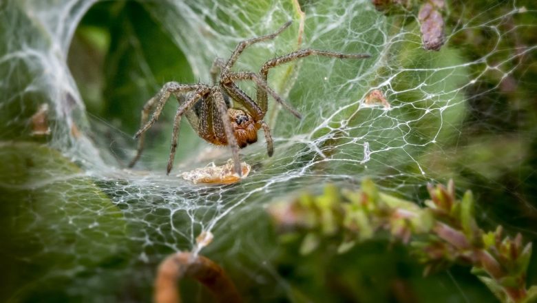 Mușcăturile de păianjen: pericole, tratamente și soluții naturiste