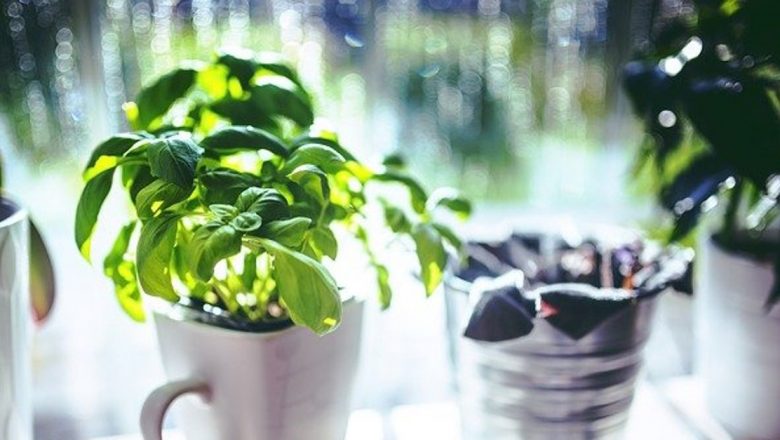 Plante Aromatice: Soluții Naturale Eficiente în Combaterea Insectelor