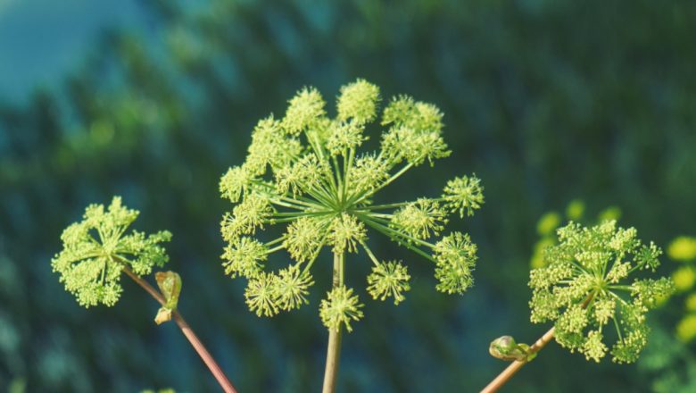 Angelica: Planta cu Proprietăți Medicinale Remarcabile și Contraindicații Cruciale