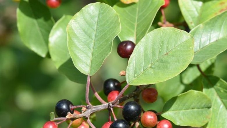 Cruşinul: Laxativul Natural cu Beneficii Multiple pentru Sănătate