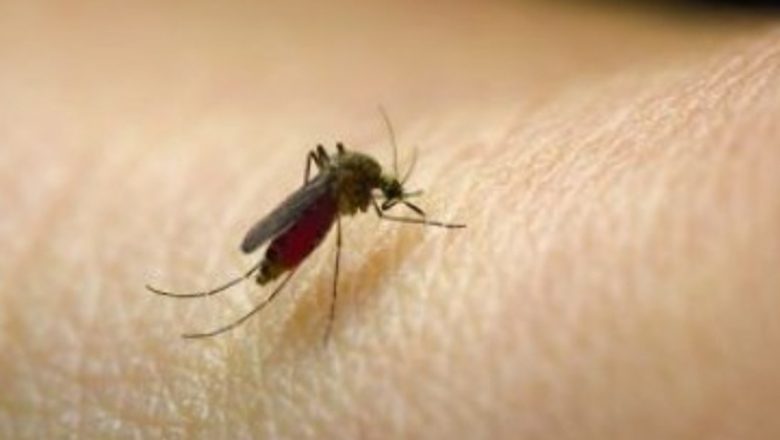 Ghid Complet pentru Leacuri Naturale Împotriva Înțepăturilor de Insecte