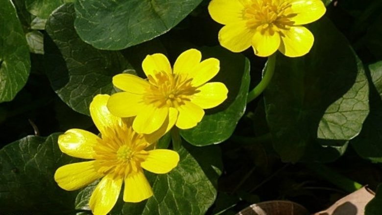 Untisorul: O Planta Medicinala cu Beneficii Semnificative în Tratamentul Hemoroizilor