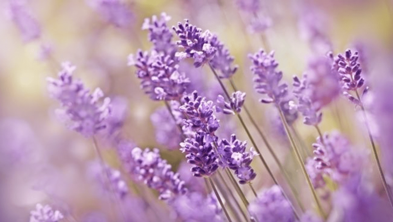 Levănțica: O Plante cu Beneficii Terapeutice și Cosmetice Remarcabile