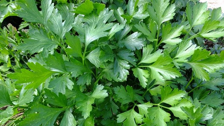 Pătrunjelul: O Fântână de Vitamine și Beneficii pentru Sănătate