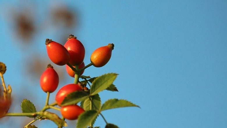 Măceșele: O Surse Naturală Esențială de Vitamina C și Beneficiile Acesteia pentru Sănătate