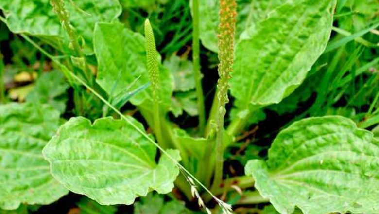 Pătlagina: O Plantă Medicinală cu Beneficii Remarcabile pentru Sănătate