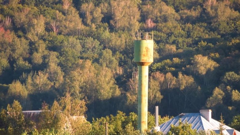 Ambrozia: Un Dușman Invizibil pentru Sănătatea Publică în Sezonul Alergiilor