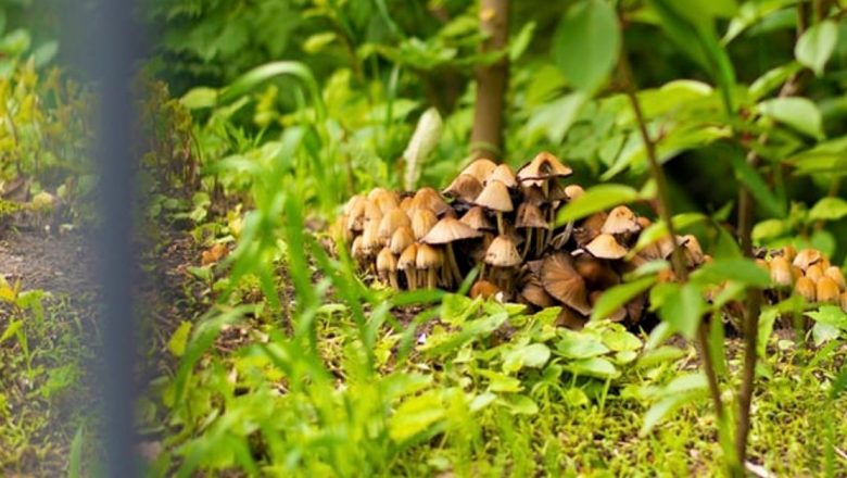 Ciuperca magică: Psilocybina și potențialul său terapeutic în refacerea neuronilor