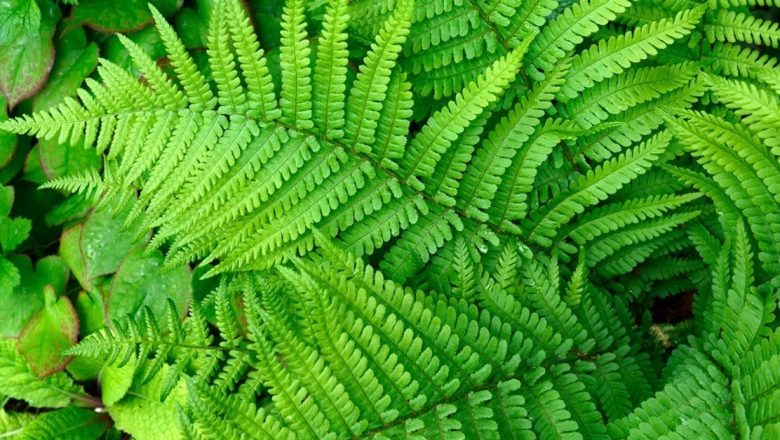Plante care îți pot afecta somnul: De ce trebuie să eviți anumite specii în dormitor