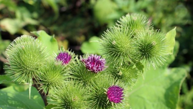 Remedii Naturale pentru Purificarea Sângelui: O Analiză Detaliată