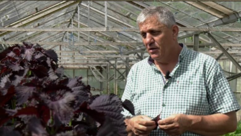 Urzica de Coreea: O Plantă Asiatică cu Beneficii Remarcabile în Horticultura Românească