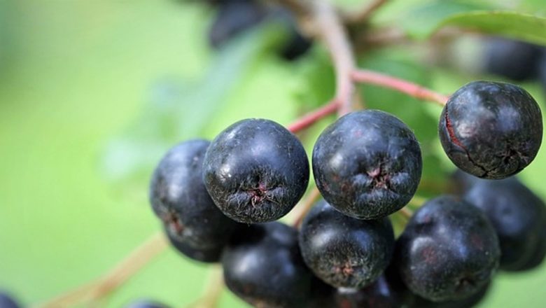 Aronia: Fructul Minune pentru Memorie și Imunitate