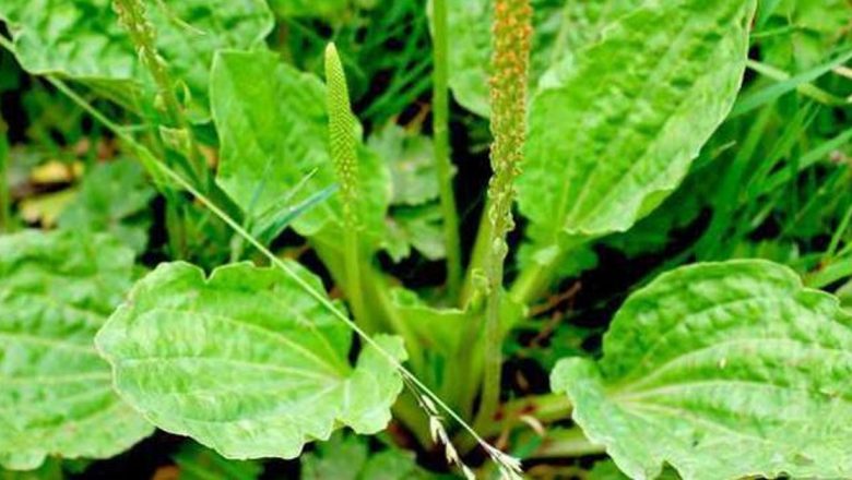 Descoperirea Pătlaginei: Remediul Natural cu Beneficii Surprinzătoare pentru Sănătate