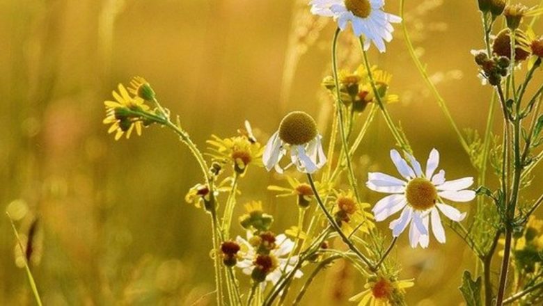 Plantele care ajută la combaterea insomniei: soluții naturale pentru un somn odihnitor