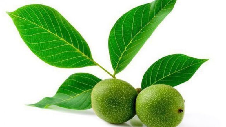 Frunzele de nuc: un remediu natural eficient pentru diabet și alte afecțiuni