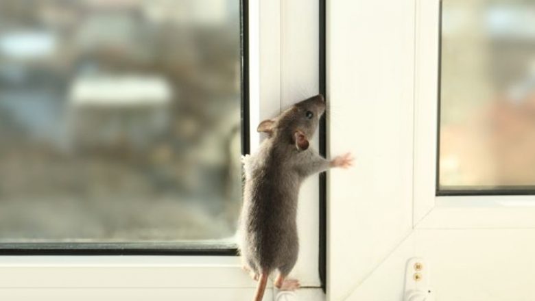 Metode Eficiente pentru Îndepărtarea Rozătoarelor din Locuință: Soluții Naturale și Măsuri Preventive