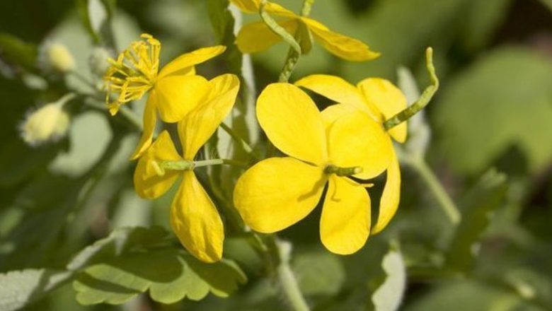 Rostopasca: O Plantă Medicinală cu Beneficii Remarcabile și Precauții Importante