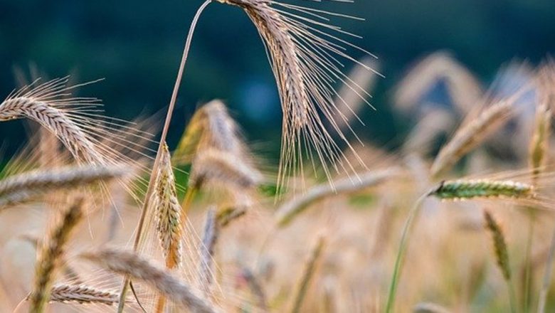 Beneficiile surprinzătoare ale ceaiului de secară și semințelor sale: un remediu natural pentru sănătate
