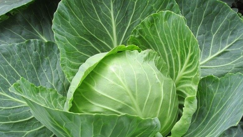 Varza albă: Un Remediu Natural cu Proprietăți Terapeutice Diverse