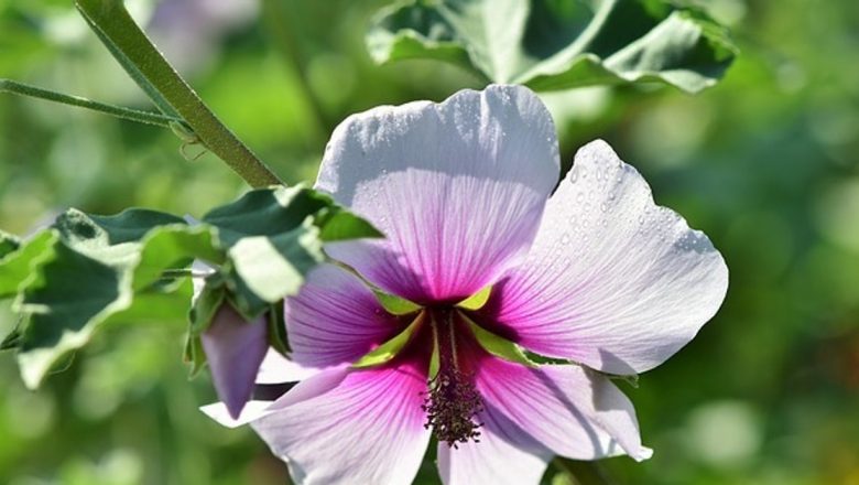Nalba Mare: Planta Medicinală Care Merită un Loc în Casa Ta