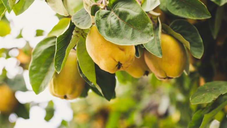 Gutuile: Deliciul de Toamnă cu Beneficii Remarcabile pentru Sănătate