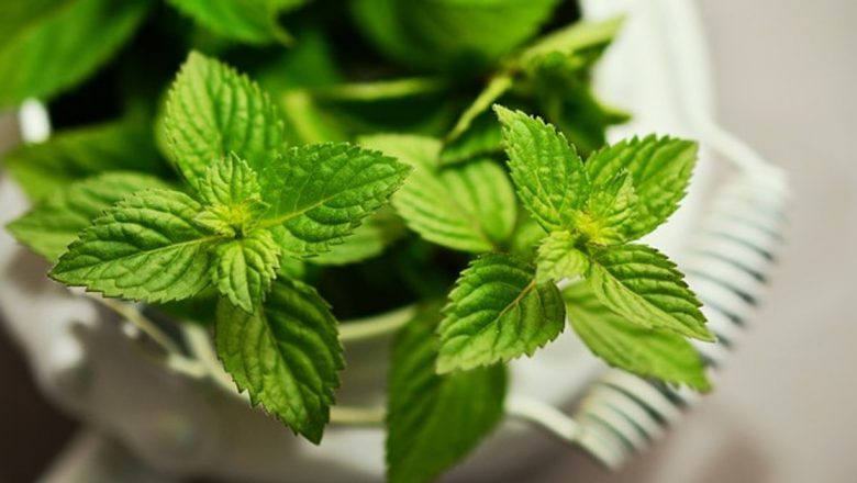 Menta: Descoperirea Efectelor Terapeutice Surprinzătoare ale Aceastei Plante Aromatice
