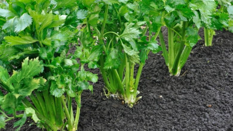 Țelina: O comoară de sănătate și remedii naturale din toate părțile sale