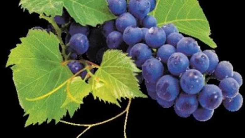 Alimentele care luptă împotriva cancerului: O analiză detaliată a celor mai eficiente opțiuni pentru o dietă sănătoasă