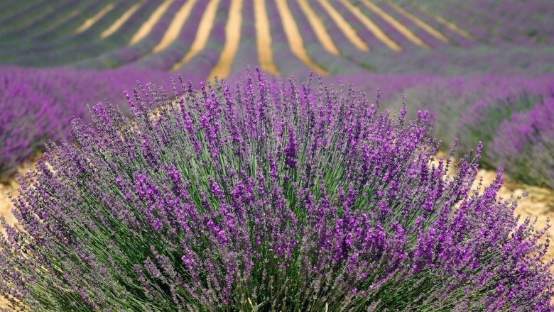 Remedii Naturale pentru Răul de Mișcare: Trei Plante cu Proprietăți Calmant și Eficiente