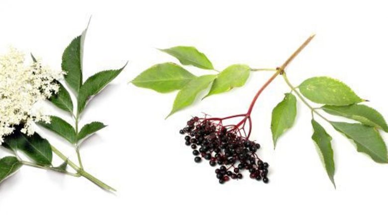 Beneficiile Socului: Un Remediu Natural în Lupta cu Infecțiile Respiratorii și COVID-19