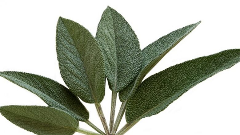 Descoperă beneficiile salviei: 7 modalități de a utiliza această plantă miraculoasă