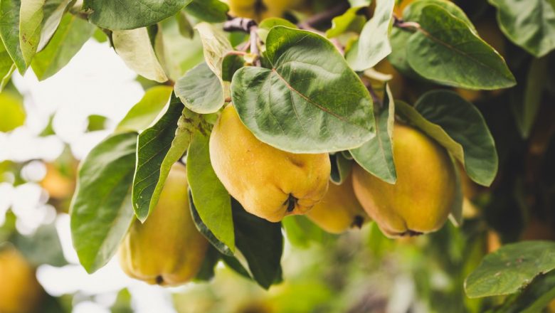 Ceaiul din frunze de gutui: un remediu natural eficient pentru sănătate