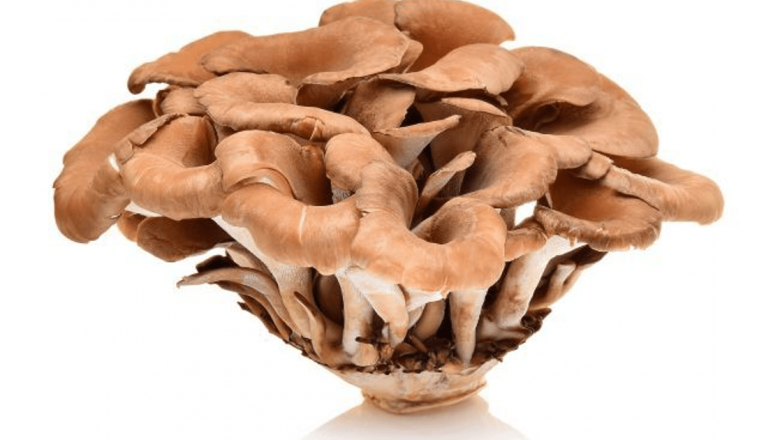 Ciuperca Maitake: Un Remediu Natural Promițător în Lupta Împotriva Cancerului