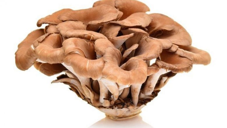 Ciuperca Maitake: Un Remediu Natural Promițător Împotriva Cancerului