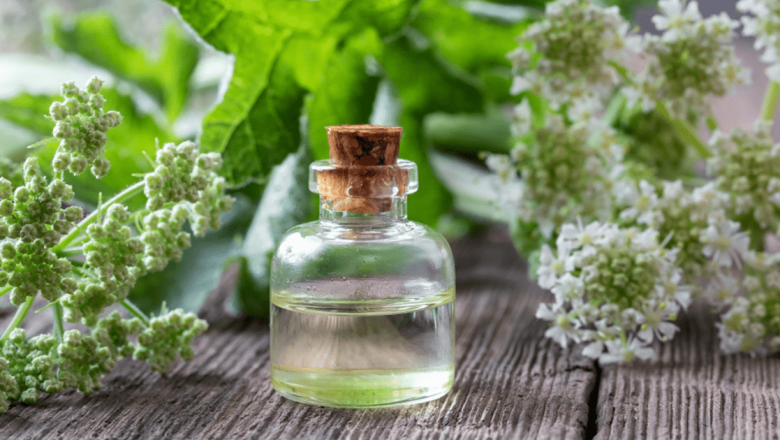 Angelica: Planta Medicinală Care Alungă Stresul și Stimulează Imunitatea
