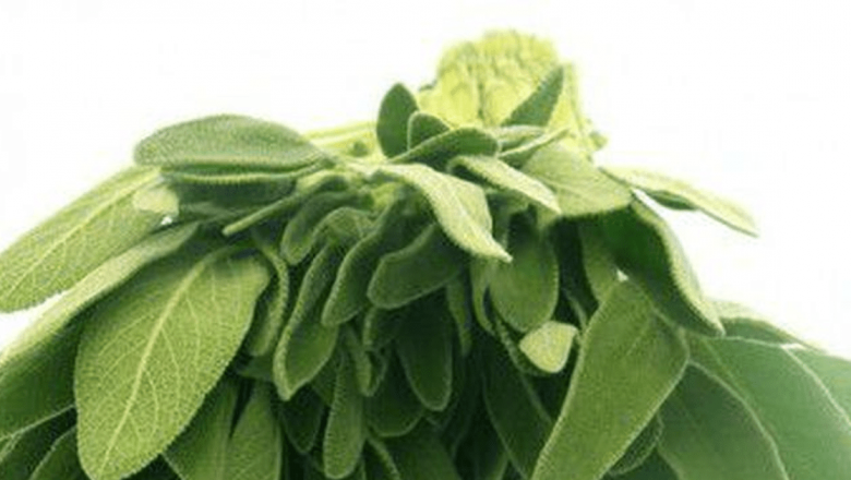 Salvia: O Plantă cu Beneficii Remarcabile pentru Memorie și Sănătate