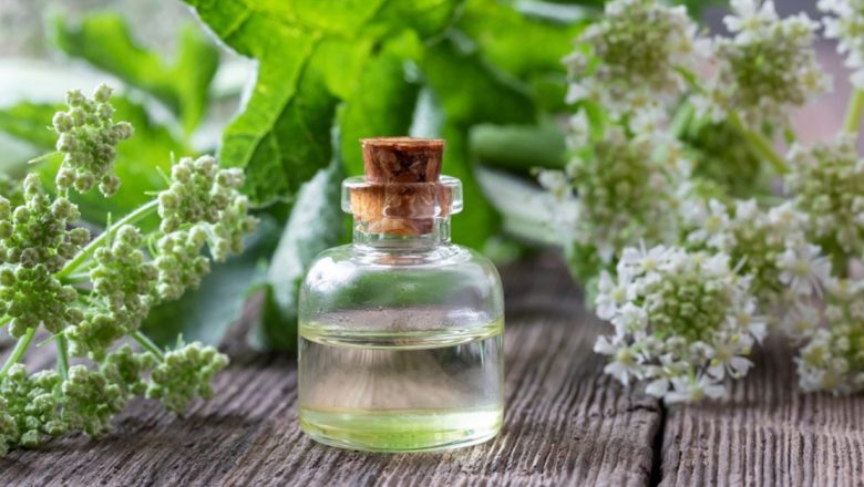 Descoperirea angelicii: Planta miraculoasă pentru combaterea stresului și stimularea imunității