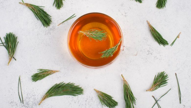 Proprietățile terapeutice ale pinului: Un remediu natural pentru bolile respiratorii