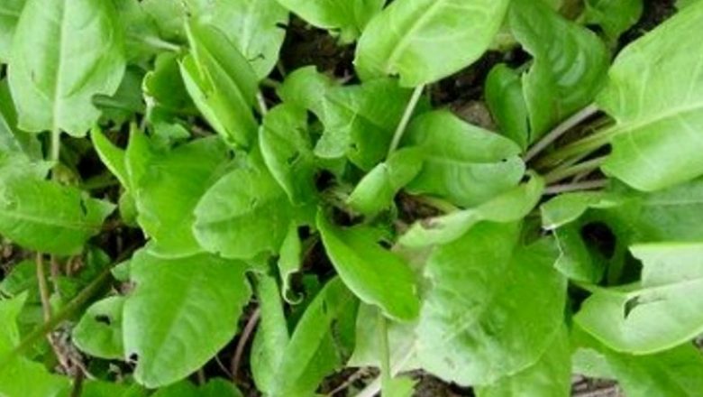 Măcrişul: Planta Miraculoasă pentru Detoxifiere și Sănătate