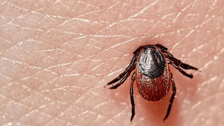 Mușcăturile de căpușă: Efecte devastatoare dincolo de boala Lyme