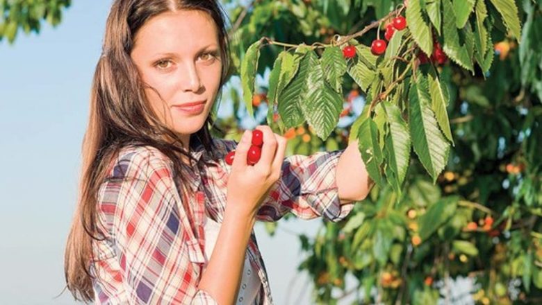 Cireșele: Fructul care îți poate transforma sănătatea și sistemul nervos