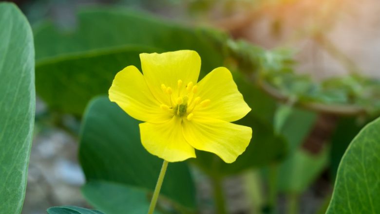 Colții-babei: Planta cu beneficii remarcabile pentru sănătate și vitalitate sexuală