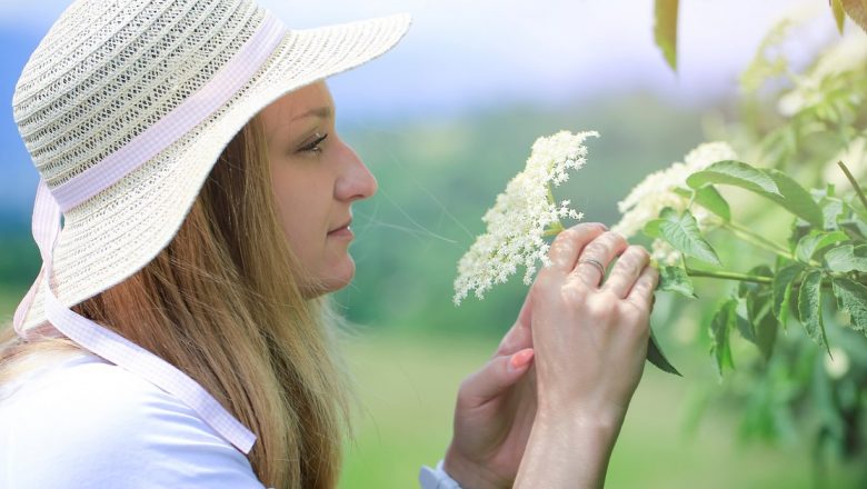 Florile de soc: Planta vedetă a primăverii și remediile sale terapeutice