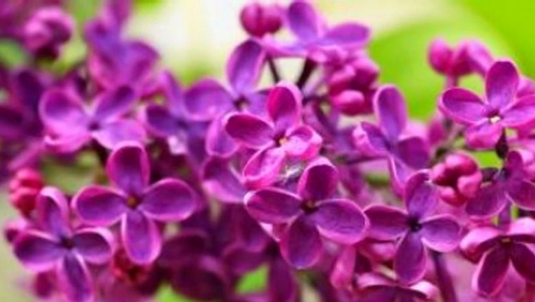 Liliacul: Plante Medicinale și Beneficiile Sale pentru Sănătate