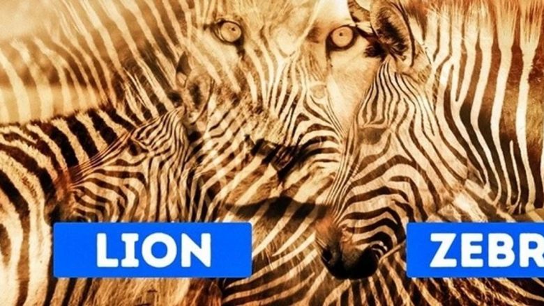 Leul sau zebra? O analiză profundă a personalității prin percepția vizuală
